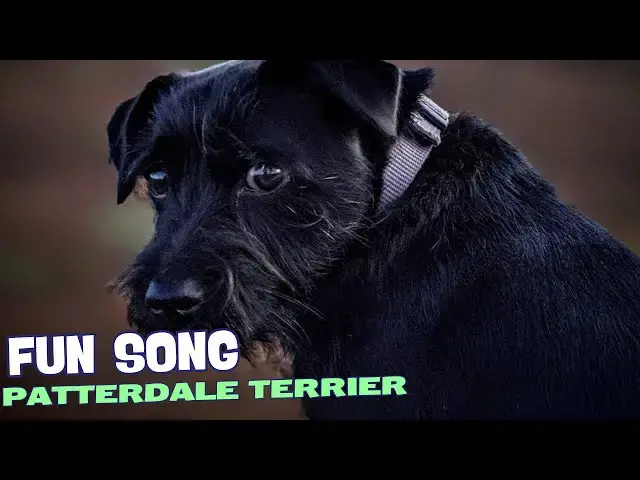 Video thumbnail for 🐾🎶 Terrier Troubles – Fun Song About the Patterdale Terrier 🐶✨
