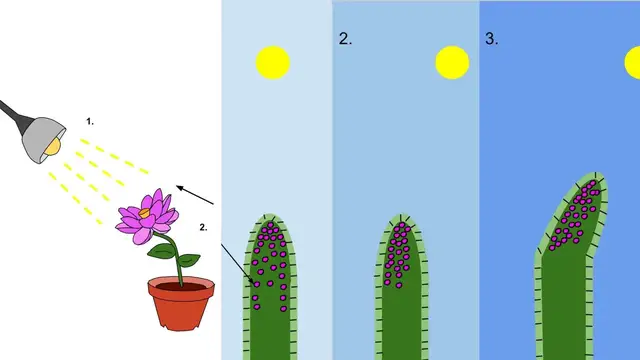 'Video thumbnail for Phototropism Lecture Video - Mechanism, Types, Importance, Example'