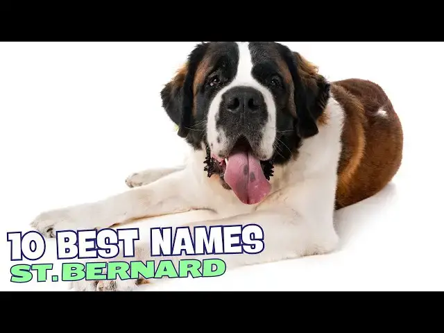 Video thumbnail for 10 Best Names for St Bernards🦴🐾