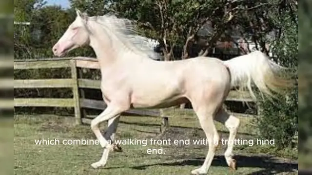 Video thumbnail for Missouri Fox Trotter Horse