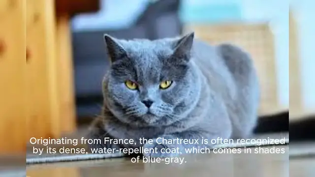 Video thumbnail for Chartreux