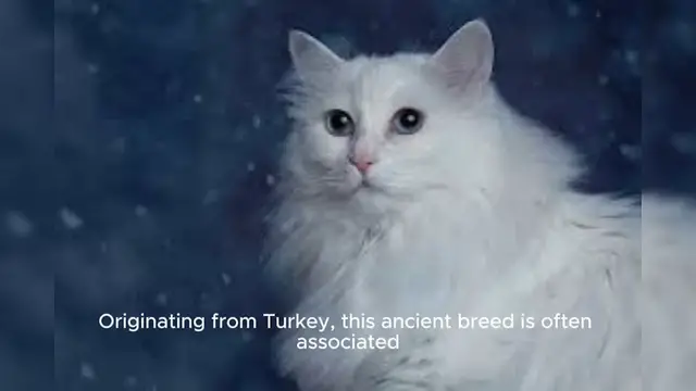 Video thumbnail for Turkish Angora Cat