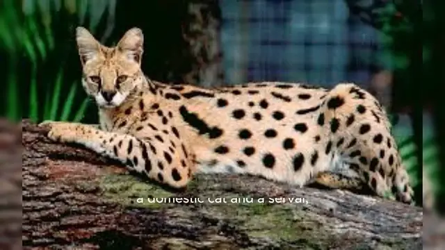 Video thumbnail for Savannah Cat