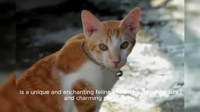 Video thumbnail for Singapura Cat