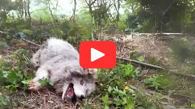 Video thumbnail for Unloved and Left to Die, This Dog’s Rescue Defied All Odds