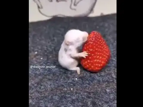 Video thumbnail for Video gracioso de conejo y cerdo #shorts