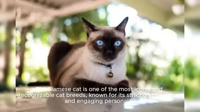 Video thumbnail for Siamese Cat