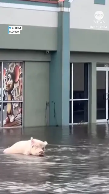 Video thumbnail for A pig tied to a gas station in Lithia, Florida, was rescued from floodwaters in the aftermath of Hurricane Milton. Residents worked together to save the pig, who they have named Millie.