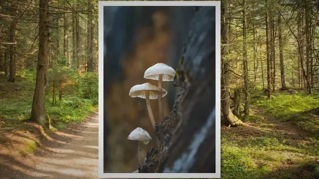 'Video thumbnail for Amyloban 3399 Vs Lion's Mane. Honest Review Of "Mushroom Wisdom" Brand'