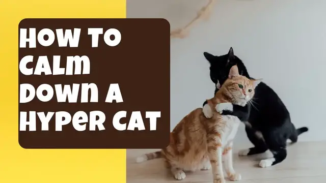 Video thumbnail for How To Calm Down A Hyper Cat
