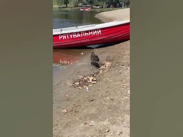 Video thumbnail for Adorable duck😍😘🥰#shorts