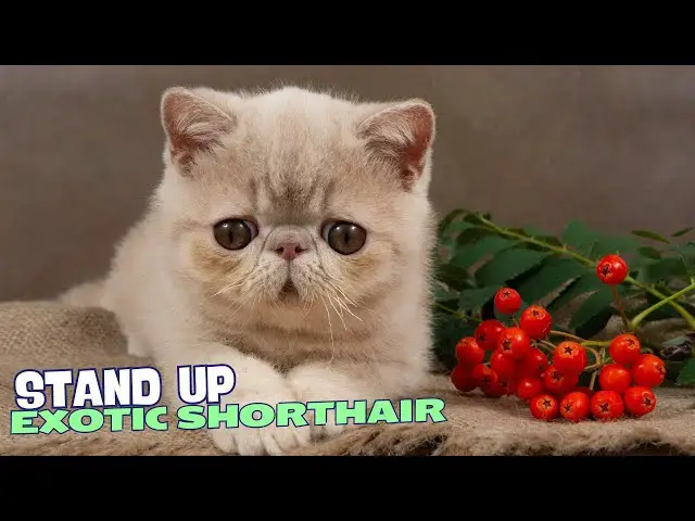 Video thumbnail for 10 Reasons Why You Should NEVER Own an Exotic Shorthair Cat! 🐾