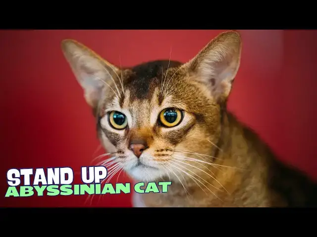 Video thumbnail for 10 Reasons Why You Should NEVER Own an Abyssinian Cat! 🐾