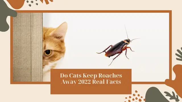 Video thumbnail for Do Cats Keep Roaches Away? Real Facts