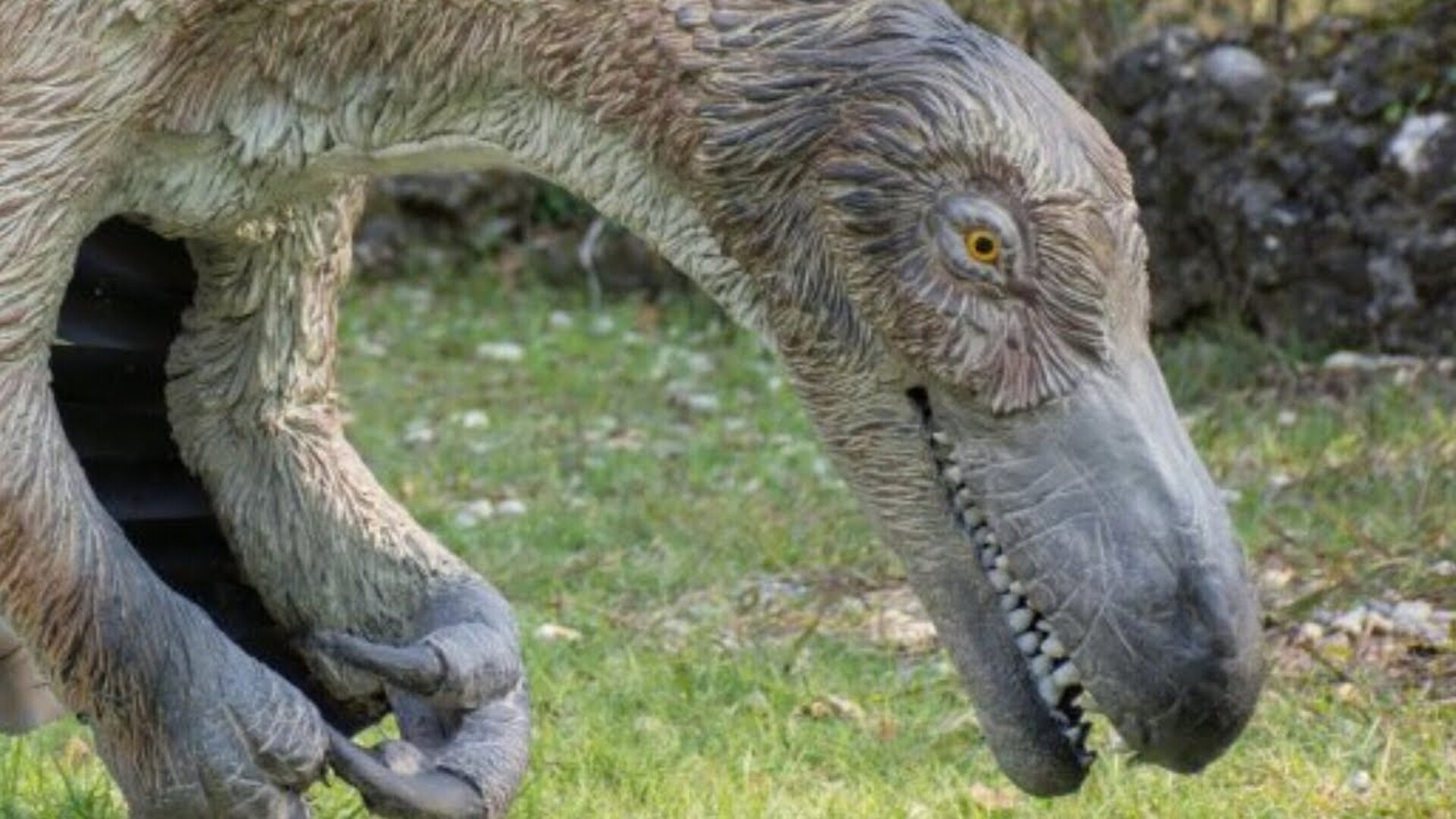 Video thumbnail for Here's What Velociraptors Really Looked Like