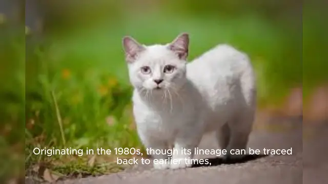 Video thumbnail for Munchkin Cat