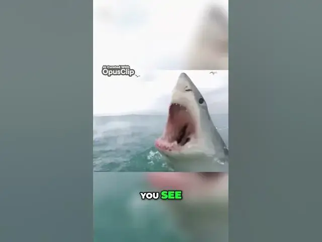 'Video thumbnail for Sharks Debunking Myths and Understanding Their Nature #nature'