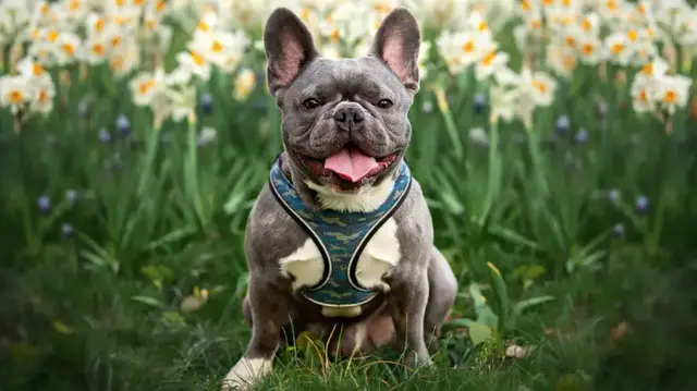 Video thumbnail for Frenchie Or Boston Terrier? The Key Differences Explained