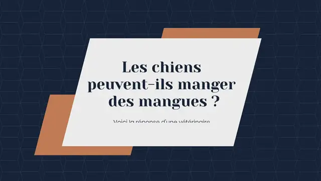 Video thumbnail for Les chiens peuvent-ils manger des mangues ? Voici la réponse d’une vétérinaire