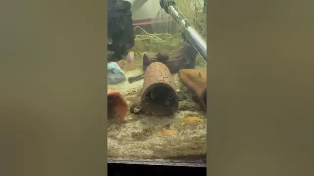 Video thumbnail for Guppy genetics are so weird. Can’t figure out what color this guppy is.