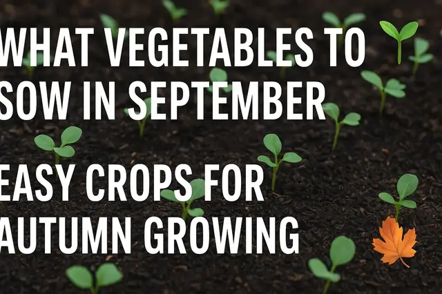 'Video thumbnail for ๐ฑ What Vegetables to Sow in September | Easy Crops for Autumn Growing ๐'