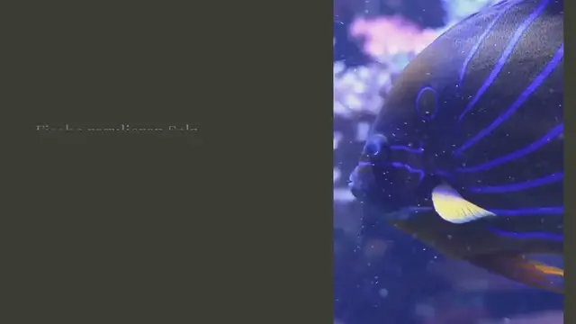 Video thumbnail for Osmoregulation: Wie trinken Fische Wasser?