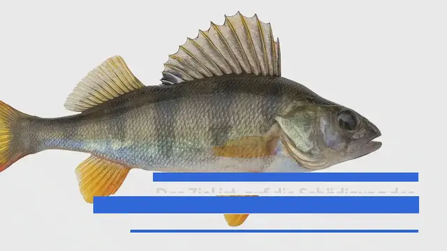 Video thumbnail for Fisch des Jahres 1984 – 2024