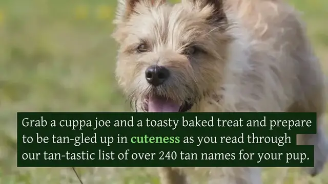 Video thumbnail for 240+ Tan Dog Names For Your Pup