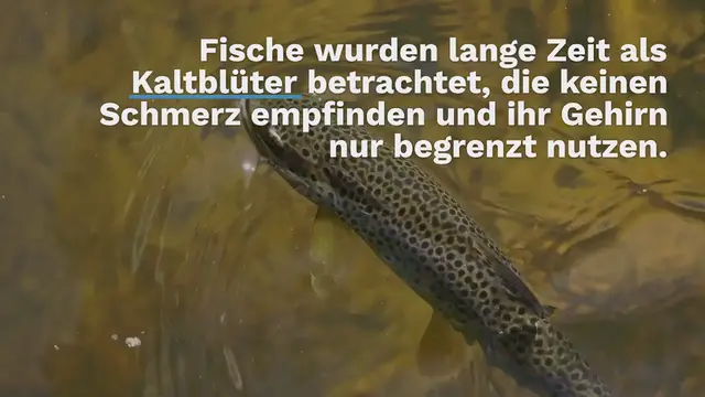 Video thumbnail for Haben Fische ein Gehirn?