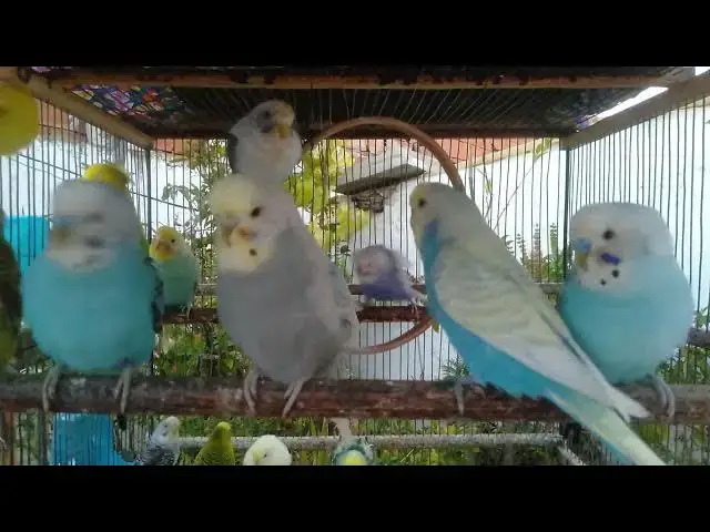 'Video thumbnail for Beautiful Budgies Showing Rare Mutations! funny video ππ #ExoticBirds #Budgies'