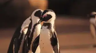 'Video thumbnail for penguins'