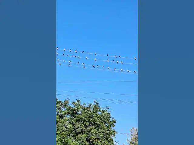 Video thumbnail for What do birds do on electrical wires?🤔🤨😗#shorts