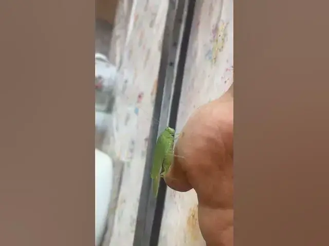 Video thumbnail for Giant locust🤔🤨😗#shorts