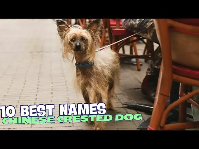 Video thumbnail for The 10 Best Names for Chinese Crested Dogs 🐾