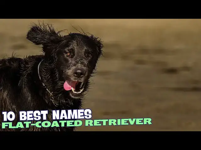Video thumbnail for 10 Best Names for Flat-Coated Retrievers 🐕