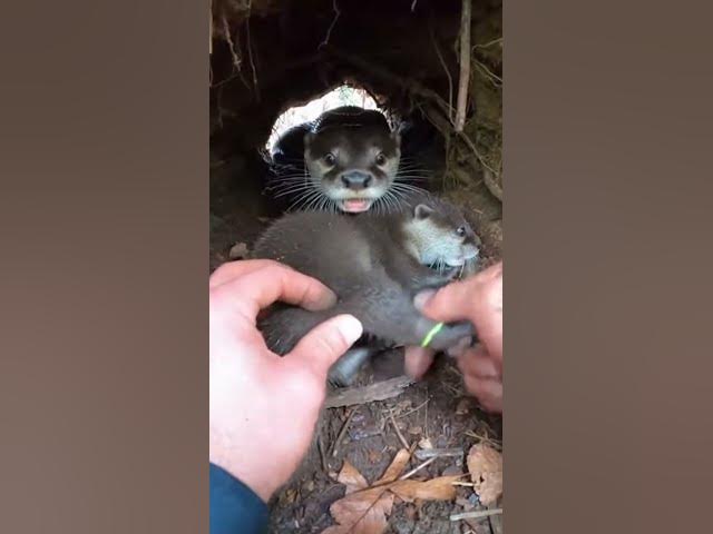 Video thumbnail for Hands Twisting Loop in a Narrow Forest Den