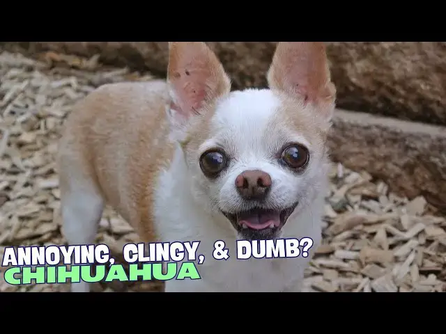 Video thumbnail for 🐕 Why Are Chihuahuas So Annoying, Clingy, and Dumb? 🤔