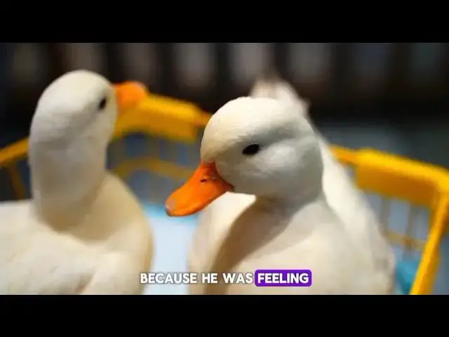 Video thumbnail for Quack Up Your Day: 10 Hilarious Duck Jokes & Puns to Make You Smile