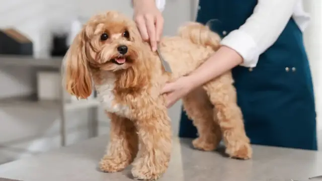 Video thumbnail for Does Your Dog Hate The Groomer? Try These Tips