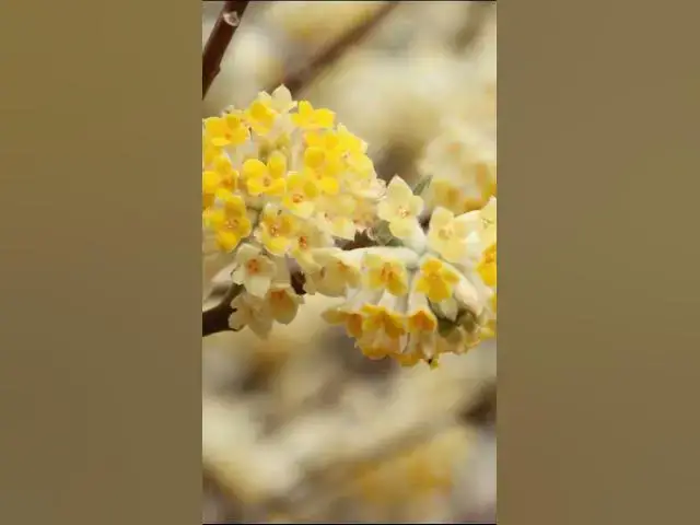 'Video thumbnail for Top 5 Fragrant Plants for a Winter Garden'