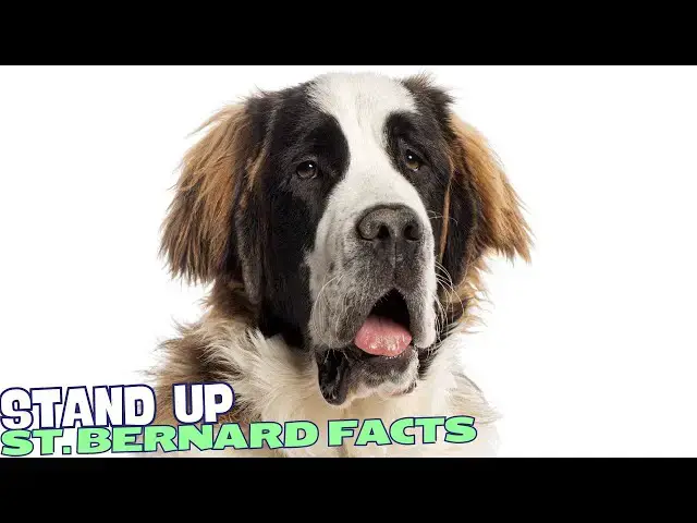Video thumbnail for 10 Fascinating Facts About St. Bernards 🐕‍🦺