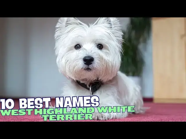 Video thumbnail for The 10 Best Names for West Highland White Terriers 🐾