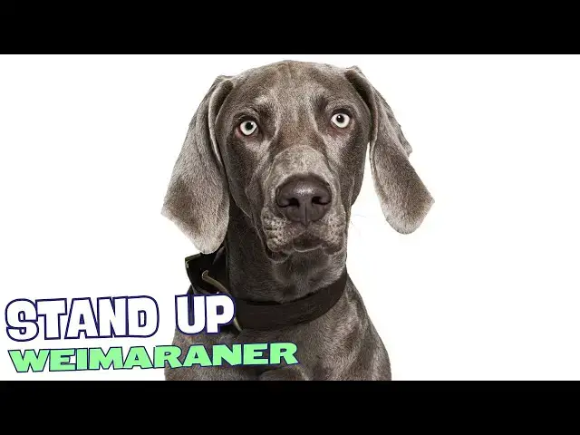 Video thumbnail for 8 Things You Need to Know BEFORE Getting a Weimaraner! 🐕‍🦺