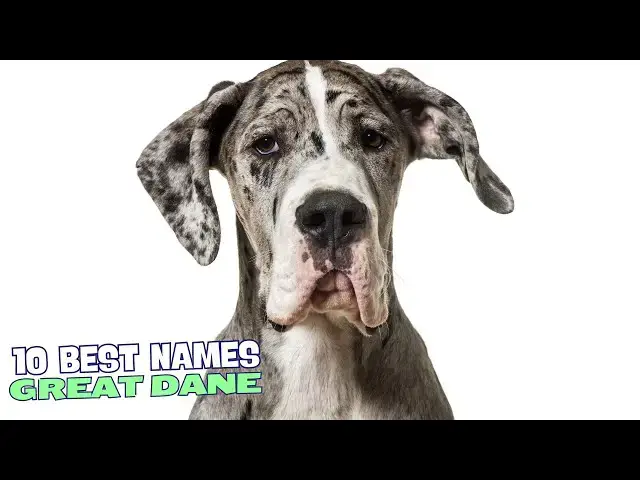 Video thumbnail for 10 Best Names for Great Danes! 🐶