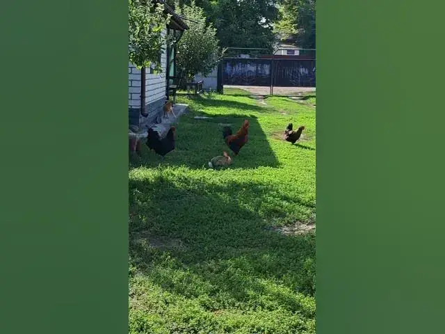 Video thumbnail for Rabbit, chickens, rooster, and cat.😍😘🥰#shorts