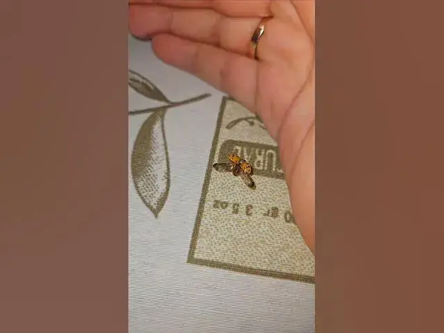 Video thumbnail for Cute ladybug😍😘🥰#shorts