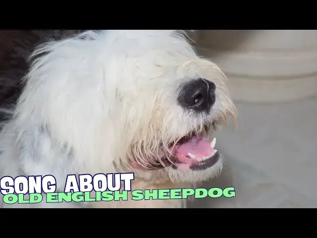 Video thumbnail for 🎶 Fluffy Fella: A Tune for the Old English Sheepdog! 🐾