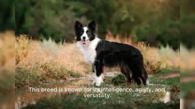 Video thumbnail for Border Collie