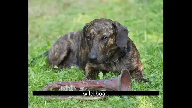 'Video thumbnail for History of the Dachshund Dog'