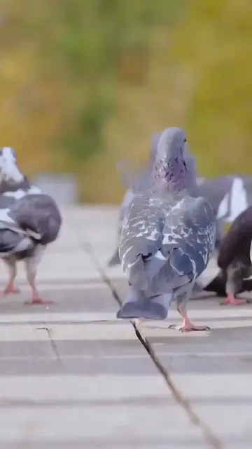 Video thumbnail for سورة الحشر كاملة بصوت الشيخ ناصر القطامي